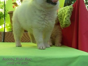 pom Pomeranian Erkek köpek