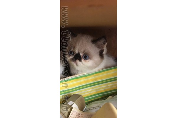 kedi ilanlari Çengelköy Mah.