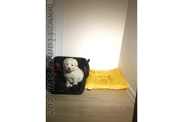 Samoyed yaş 3-6 Aylık