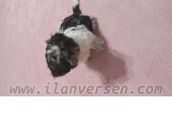 Shih-Tzu 2500 TL Zümrütevler Mah.