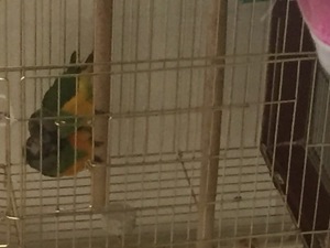  Senegal papağanı 1