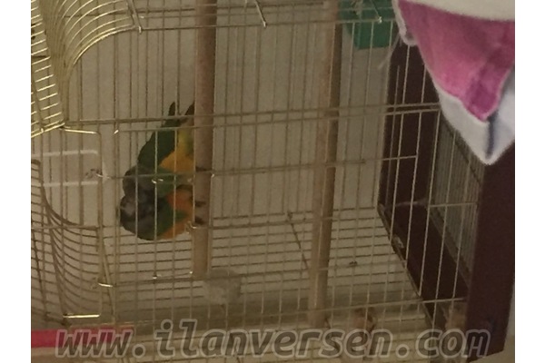 Senegal papağanı 1