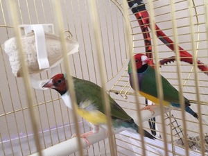  Gouldian finch Dişi ve Erkek Finch kuşu