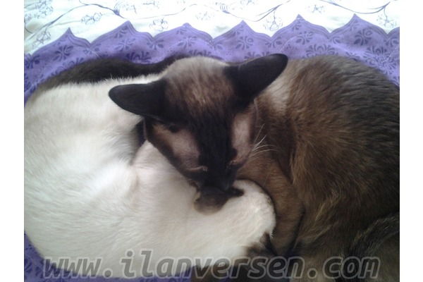 1. Anafartalar Mah. kedi ilanı ver