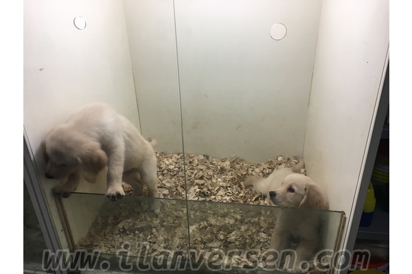 İstasyon Mah. Golden retriever ilanları