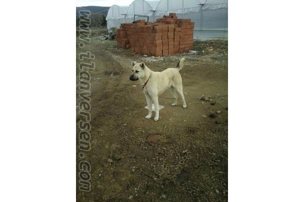 Kangal köpek Çal