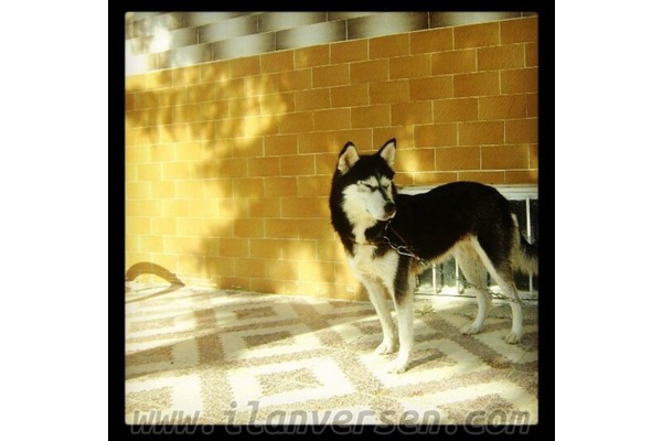 Meydankavağı Mah. köpek ilanı ver