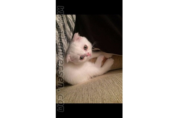 Scottish fold 0-3 Aylık