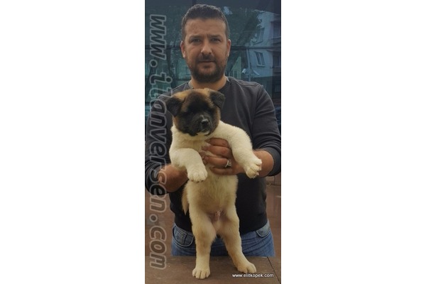 Dişi ve Erkek Sahibinden İhsaniye Mah.