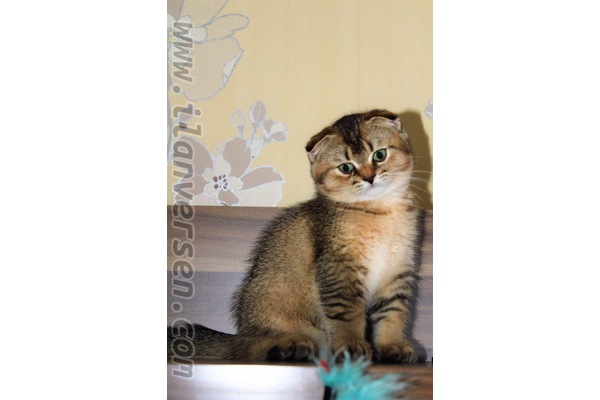 Scottish fold Damızlık