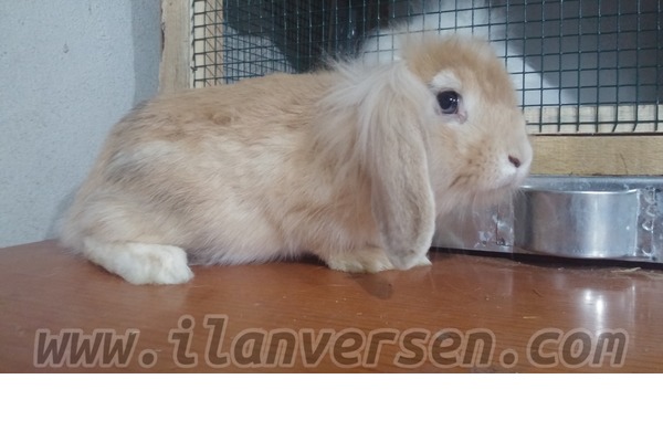 Lop ilanları
