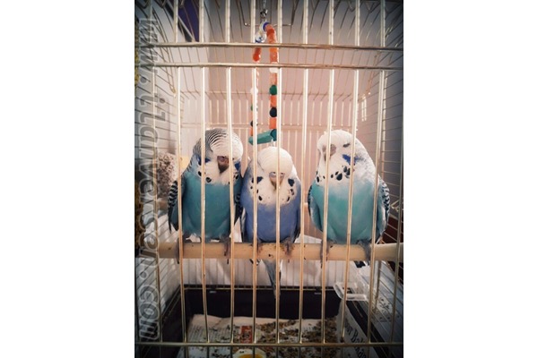 Jumbo / Show jumbo muhabbet kuşu Sahibinden 1 TL