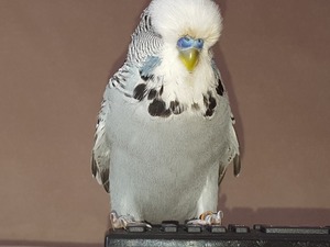 gaziantep satılık sultan papağanı