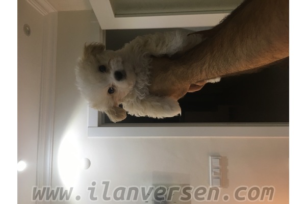 Maltese terrier Dişi köpek