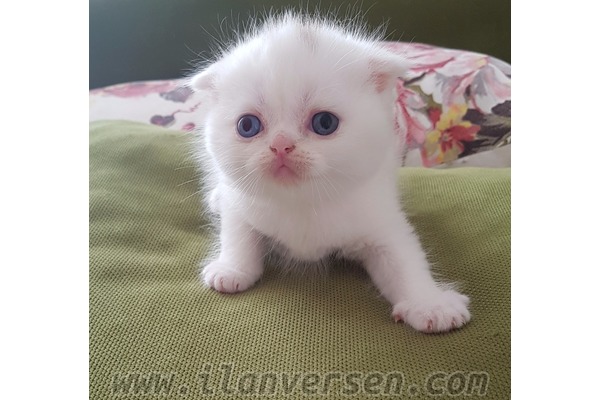 Scottish fold ilanları