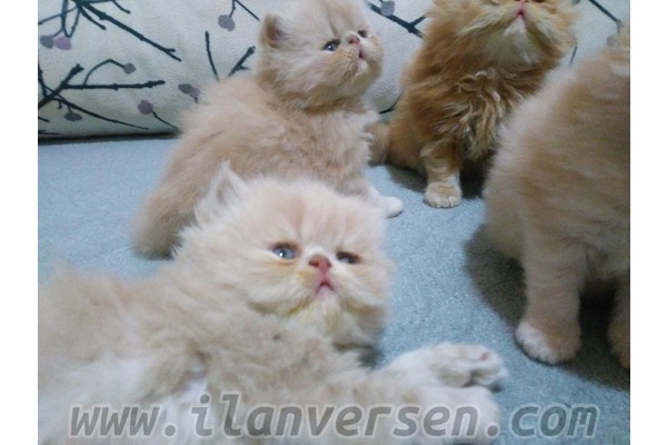 İran Sahibinden 0 TL