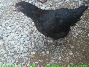 pleymut tavuklar Büyükakçaalan Köyü hayvanlar ilanları