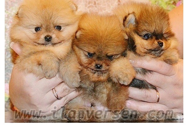 Pomeranian Dişi ve Erkek köpek