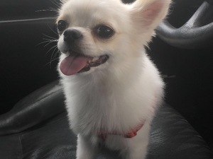  Chihuahua köpek İzmit