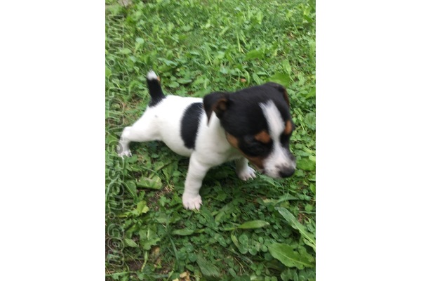 Safkan Jack russell yavrulari