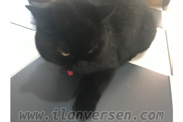 British shorthair 0 TL Cevizli Mah.