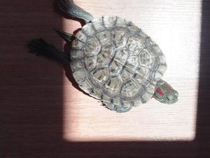 Yeni Mah. kaplumbağa ilanı ver