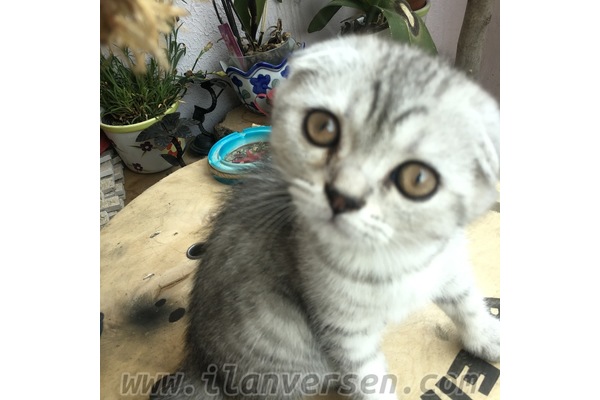 Marmara Mah. kedi ilanı
