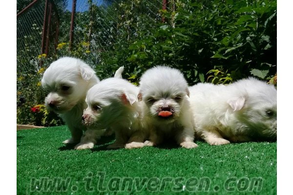 Maltese terrier Altıntaş Mah.