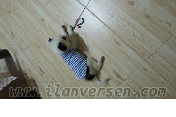 Maltese terrier Sahibinden Çağlayan Mah.