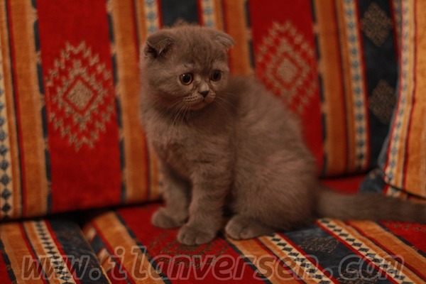Fevzi Çakmak Mah. kedi ilanları