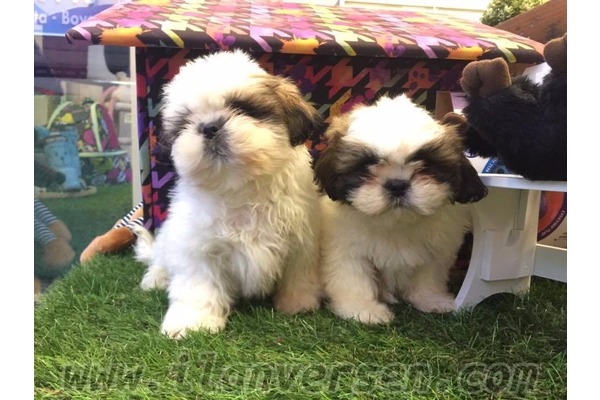 Shih-Tzu 1 TL Çengelköy Mah.