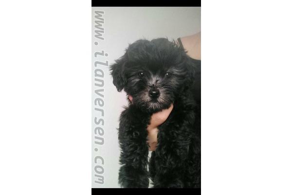 Maltese terrier 700 TL Evka 3 Mah.