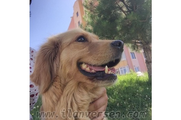 Esentepe Mah. köpek ilanları