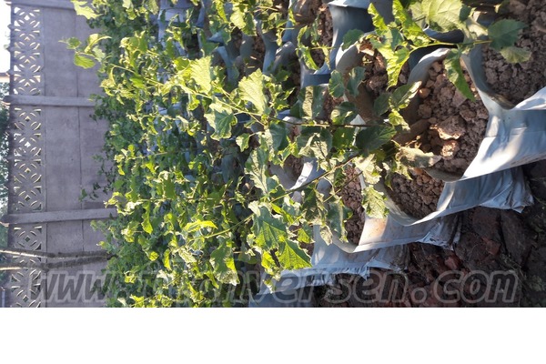 satıyorum Alışverış Terme