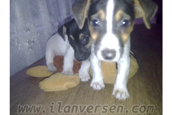 Parazit tedavisi yapılmış Jack Russel terrier