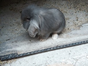  1 tavşan Cengizhan Mah.