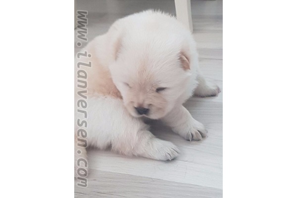 Aşılı Chow Chow