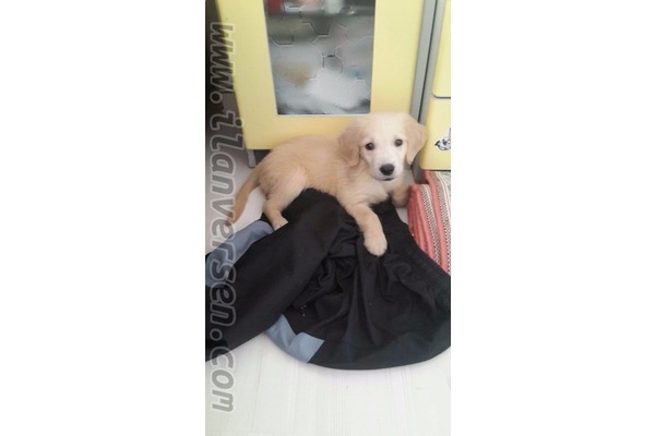 Golden retriever Erkek Akarbaşı Mah.