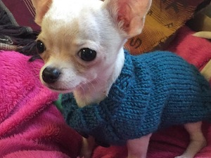  Chihuahua Erkek köpek