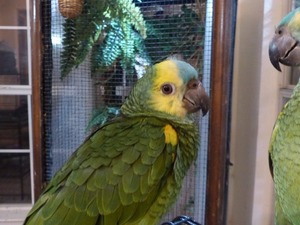  Sarı alınlı amazon papağanı ilanı