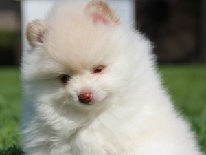 pomeranian puppy yaş 0-3 Aylık köpek Yunus Emre Mah.
