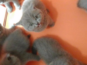  kedi ilanlari Korgan Köyü