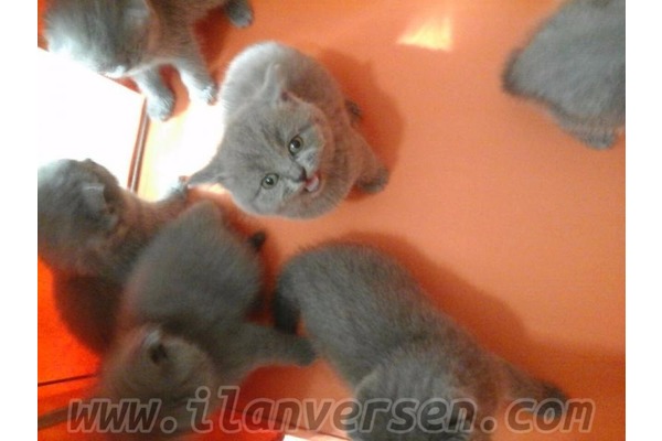kedi ilanlari Korgan Köyü