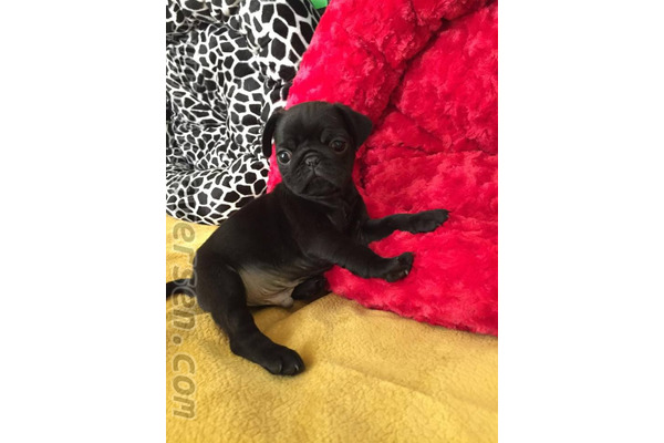 Pug Erkek köpek