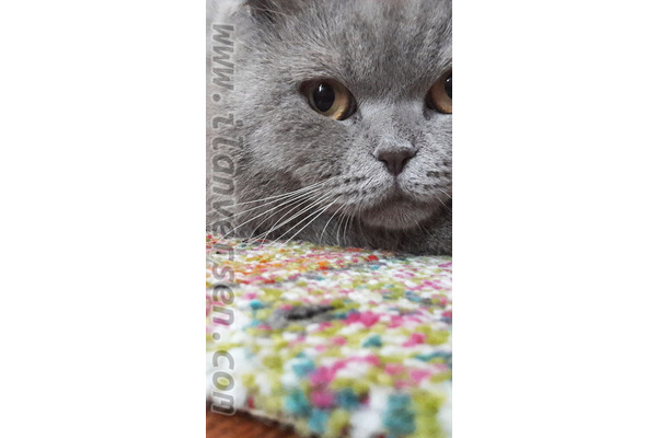 Balat Mah. kedi ilanları