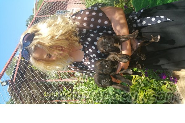 Cane corsa İlk hayvan bakacaklara