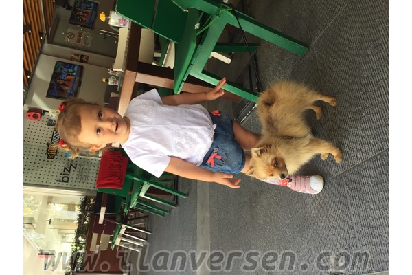 Pomeranian 5000 TL Uskumruköy Köyü