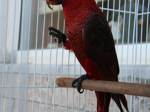  cardinal lory papağan