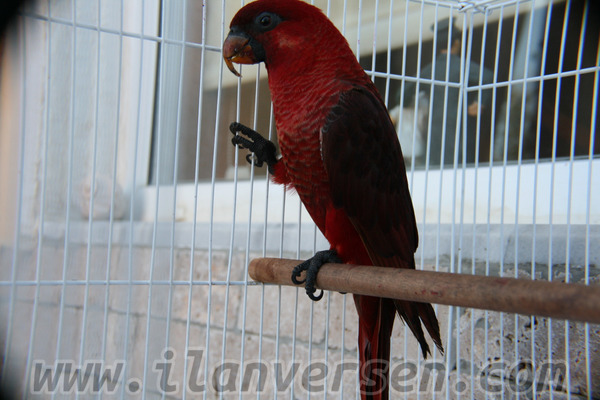 cardinal lory papağan