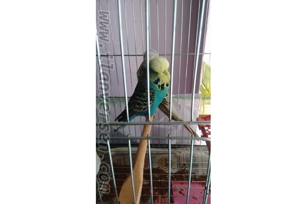 Jumbo / Show jumbo muhabbet kuşu Sahibinden 650 TL